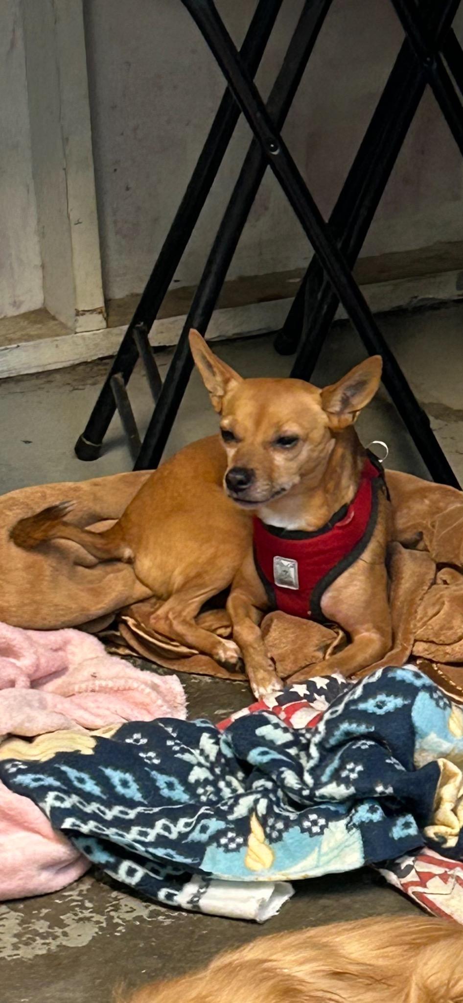 Foxy, a Adopted mixed breed in Crane, MO image 1/2