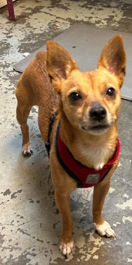 Foxy, a Adopted mixed breed in Crane, MO image 2/2