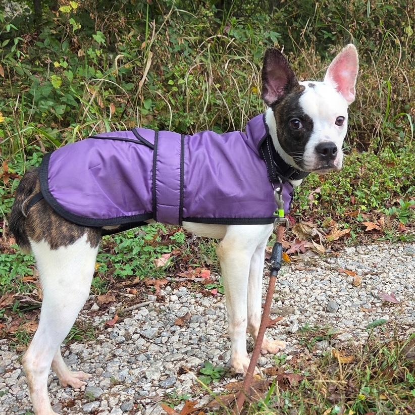Balto, a Adoptable mixed breed in Richmond, VA image 6/6