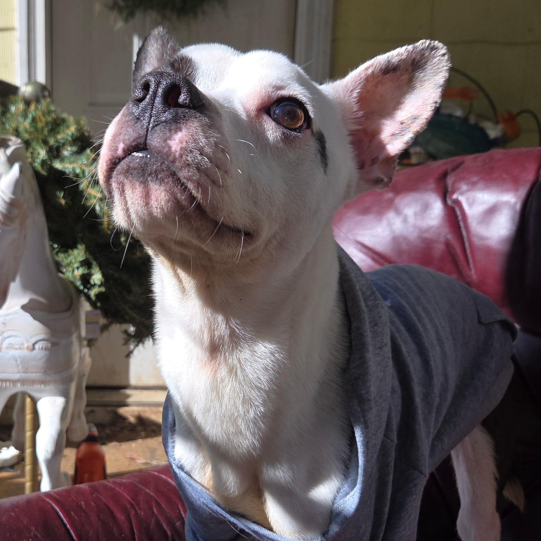 Balto, a Adoptable mixed breed in Richmond, VA image 2/6