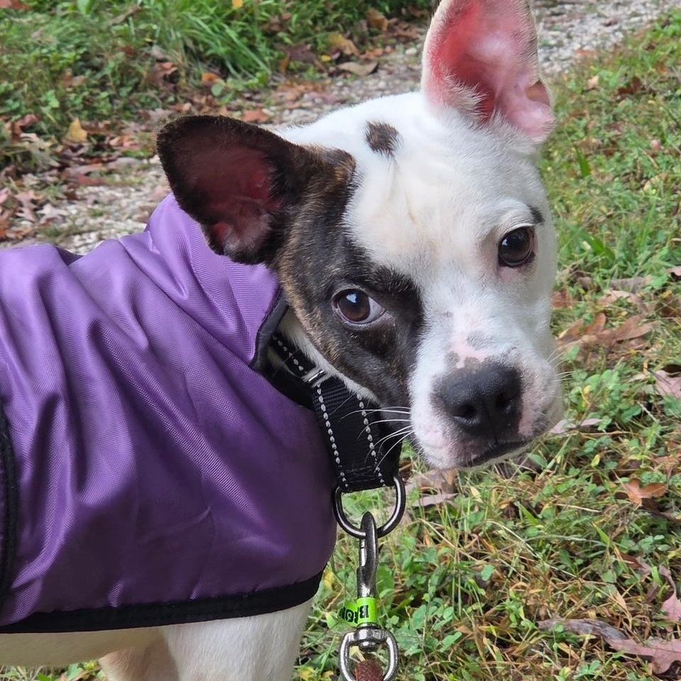 Balto, Adoptable, Young Male Boston Terrier.