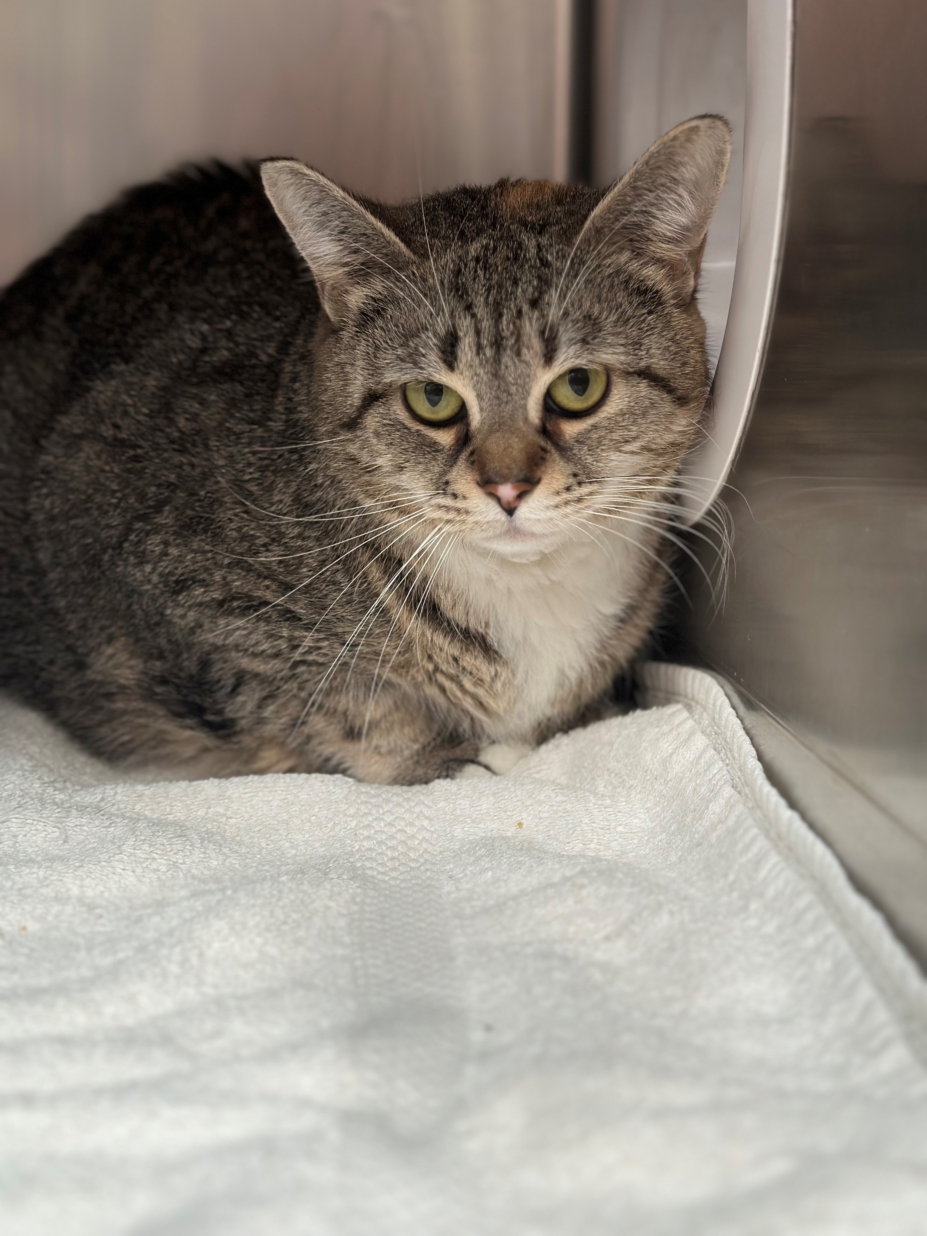 Cat for adoption Petunia, a Domestic Short Hair in Westerly, RI Petfinder