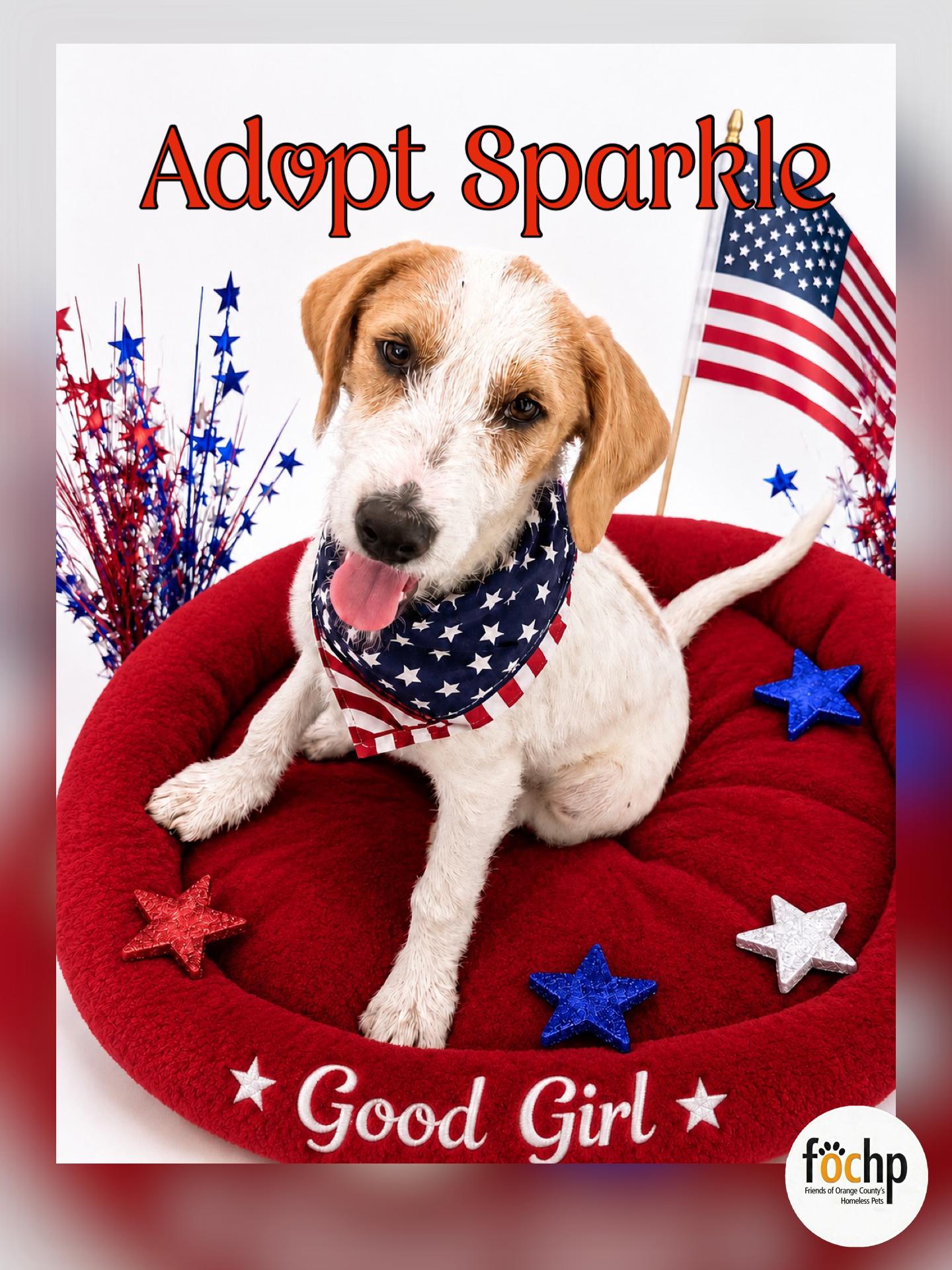 Enlarge Sparkle, a Adoptable mixed breed in Orange, CA image 1/1