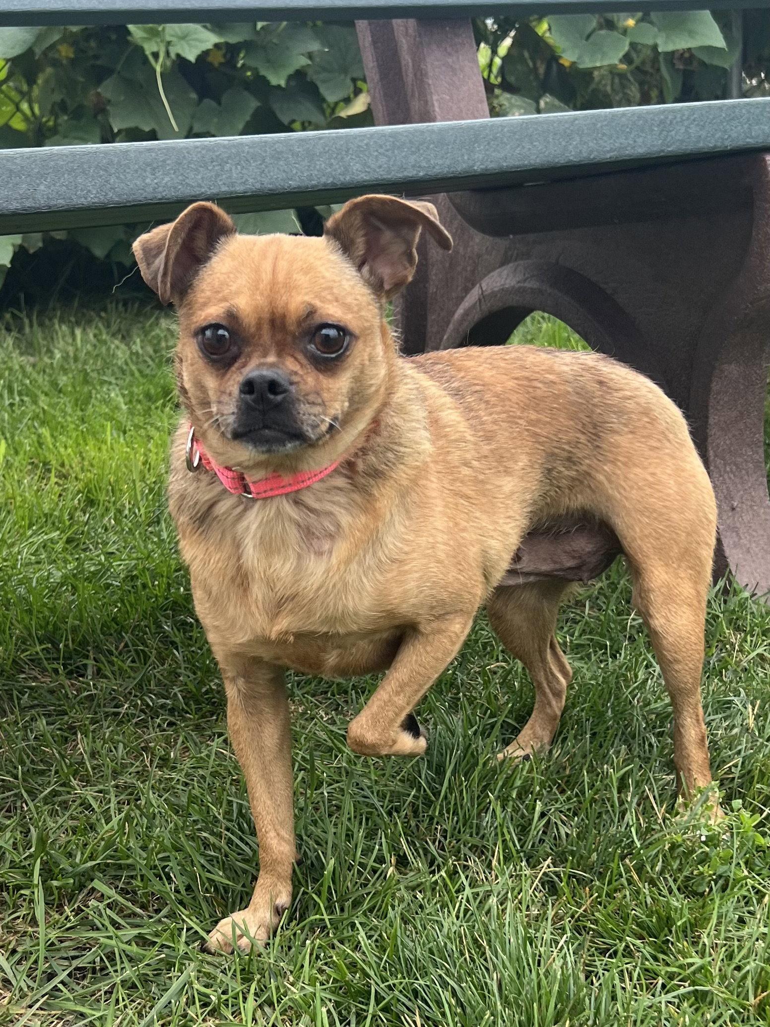 Sugar, Adoptable, Young Female Chihuahua & Pug.