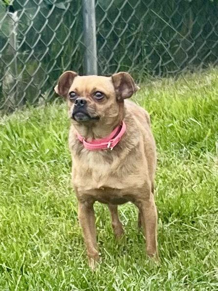 Enlarge Sugar, a Adoptable mixed breed in Estherville, IA image 2/3