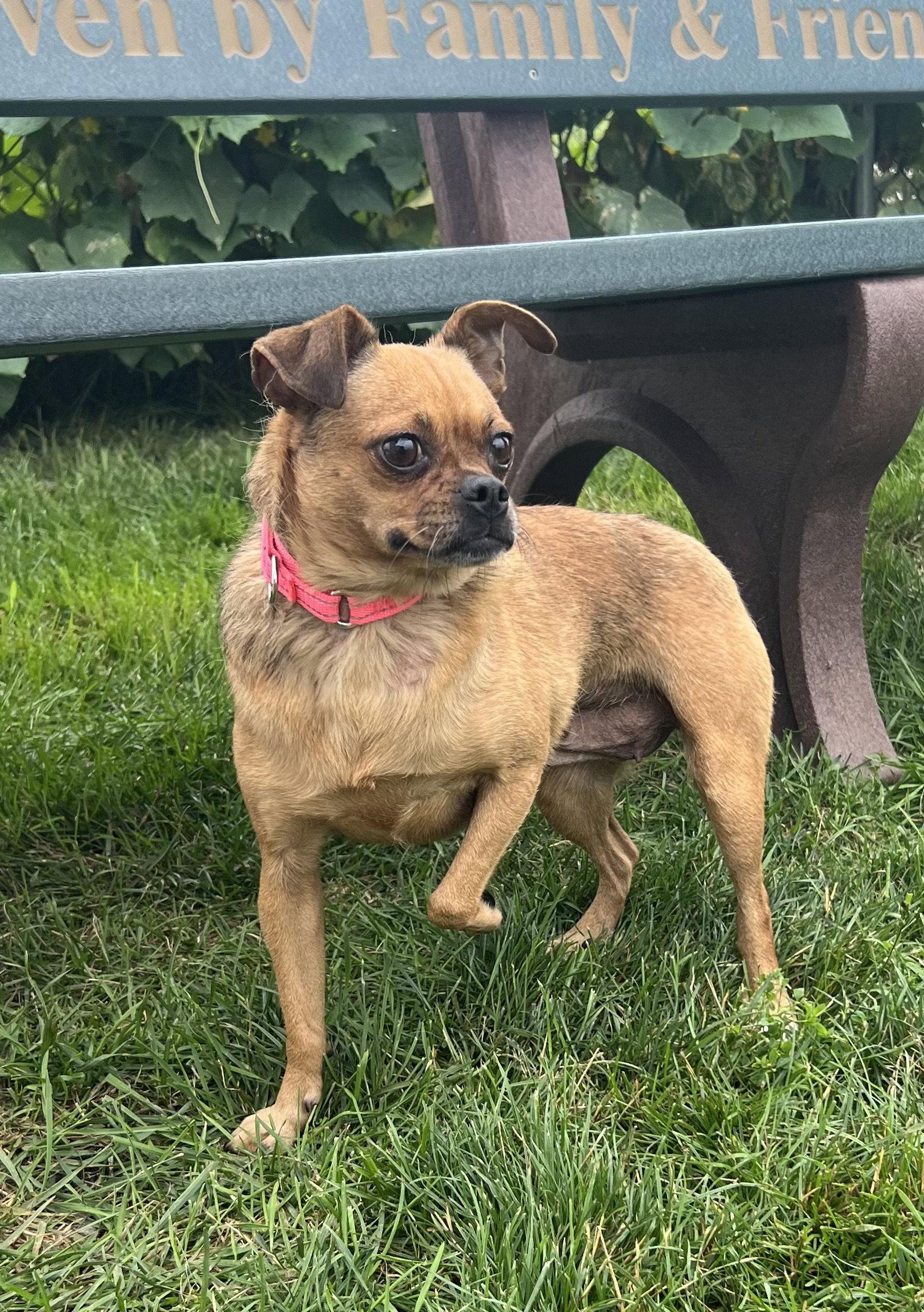 Enlarge Sugar, a Adoptable mixed breed in Estherville, IA image 3/3