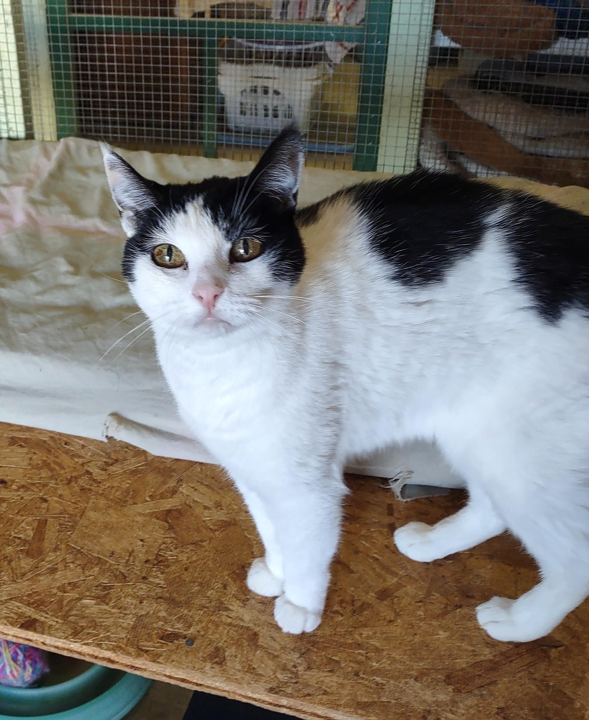 Flora, adopted, Adult Female Domestic Medium Hair.