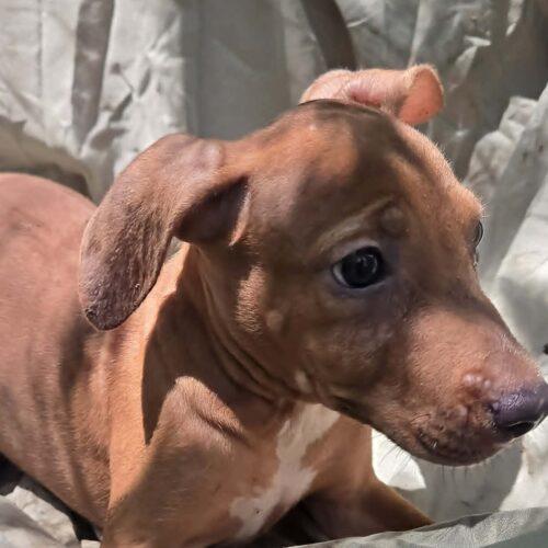 Aric, Adoptable, Puppy Male Plott Hound & Feist.