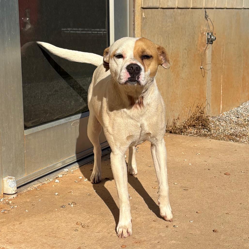 Patches, Adoptable, Adult Female American Staffordshire Terrier.