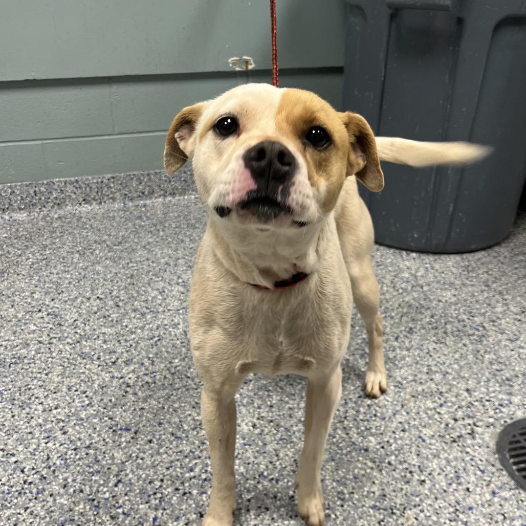 Enlarge Patches, a Adoptable mixed breed in Greenville, SC image 2/3