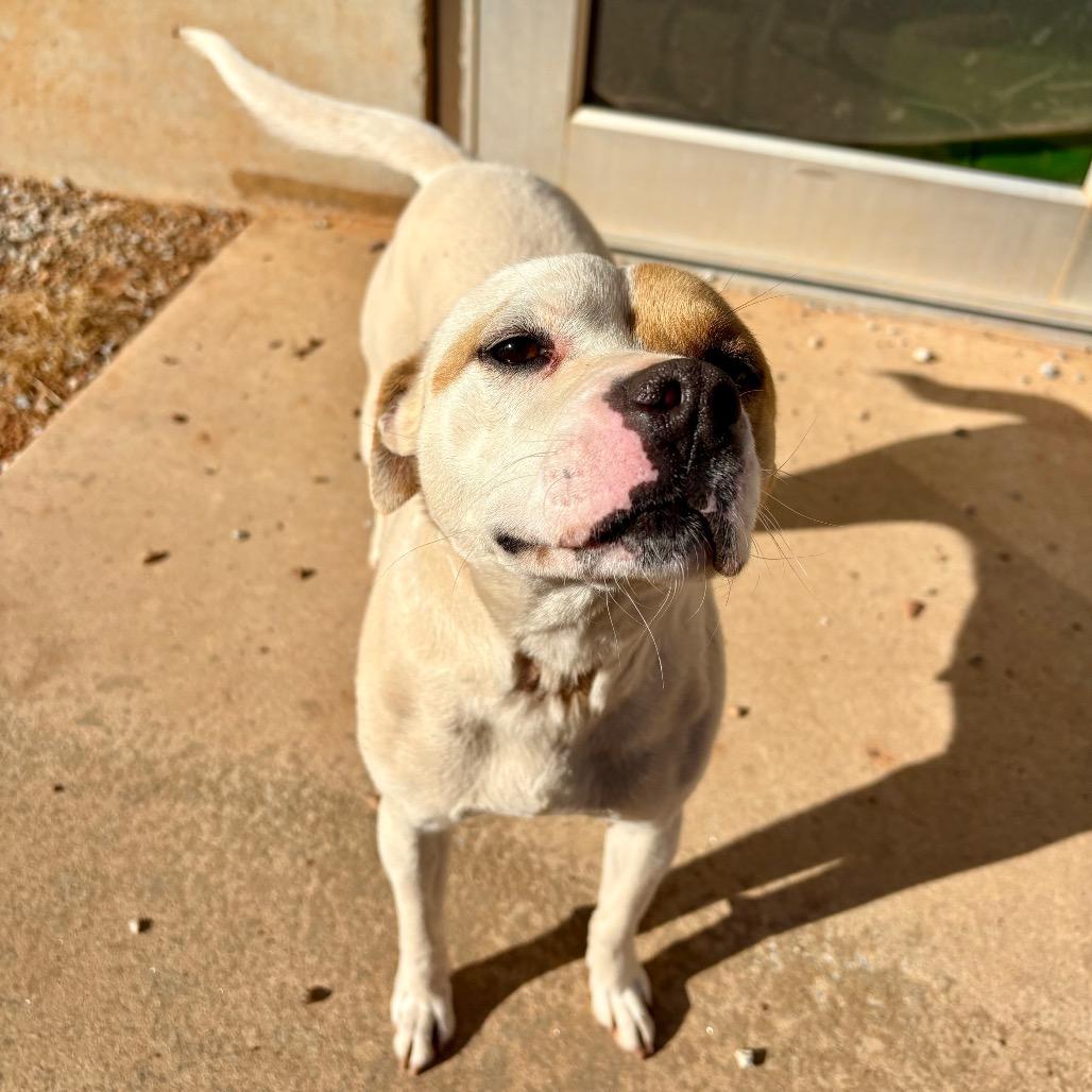 Enlarge Patches, a Adoptable mixed breed in Greenville, SC image 3/3