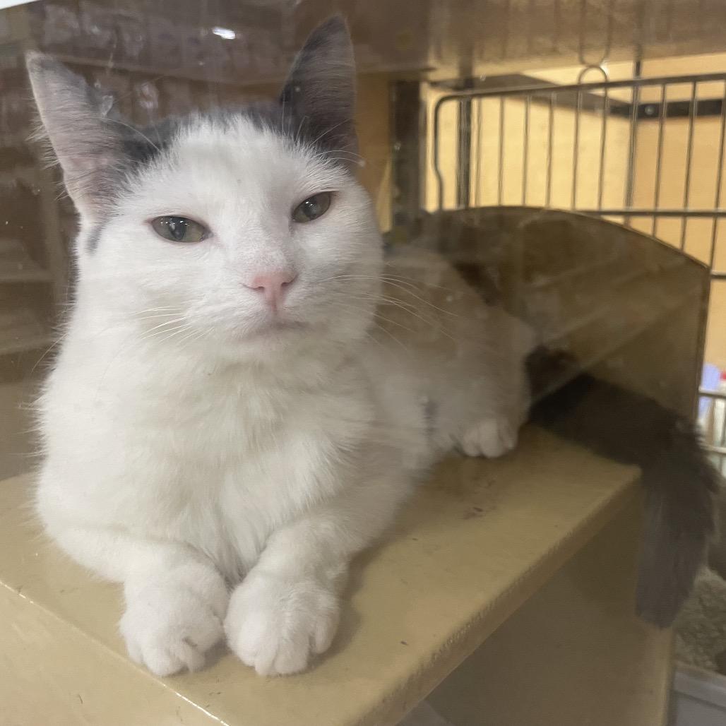 Gelopa — thumbnail 2