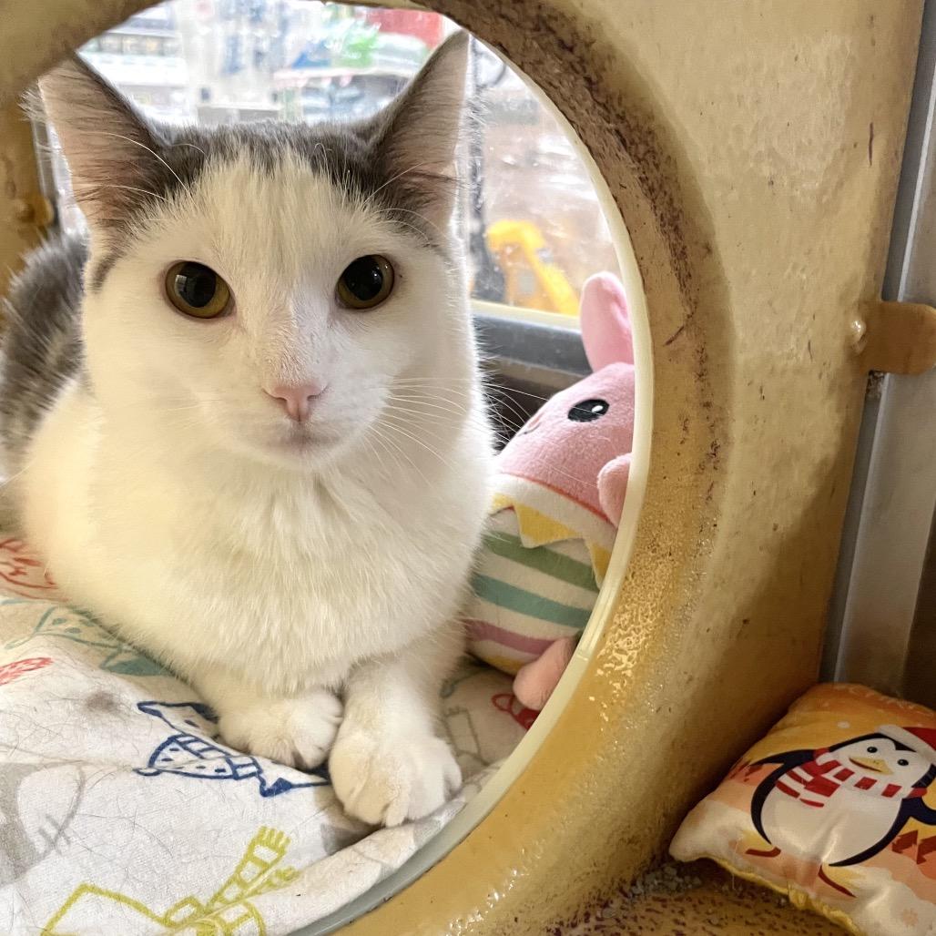 Gelopa — thumbnail 3