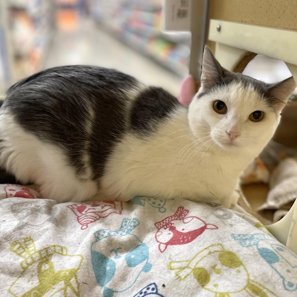 Gelopa — thumbnail 4