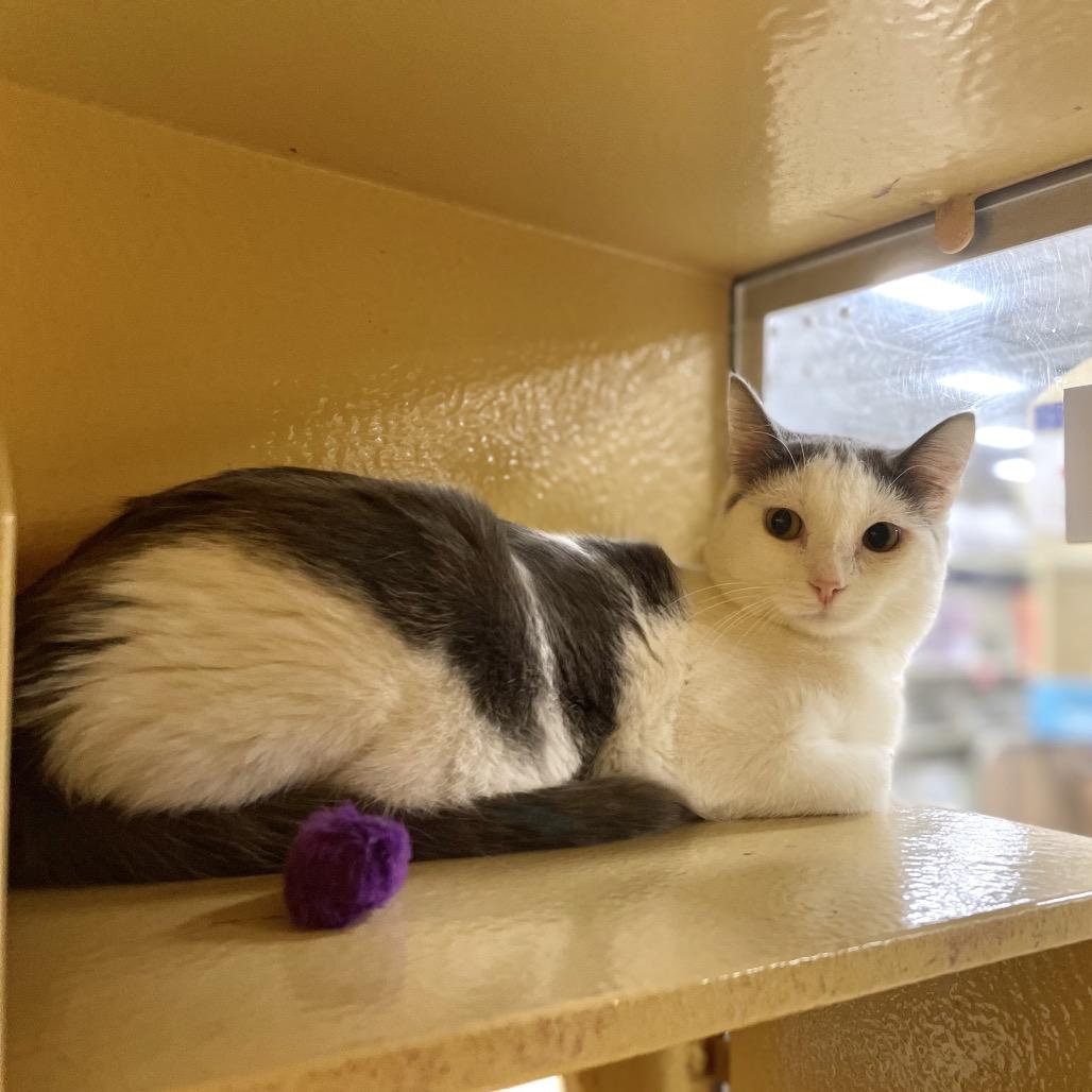 Gelopa — thumbnail 5