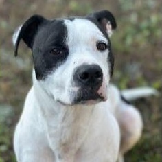 Uptown, a ADOPTABLE Pit Bull Terrier in Stafford, VA image 2/3