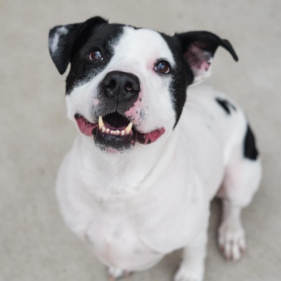 Enlarge Uptown *UPDATED BIO & PICS*, an adopted mixed breed in Stafford, VA image 4/5