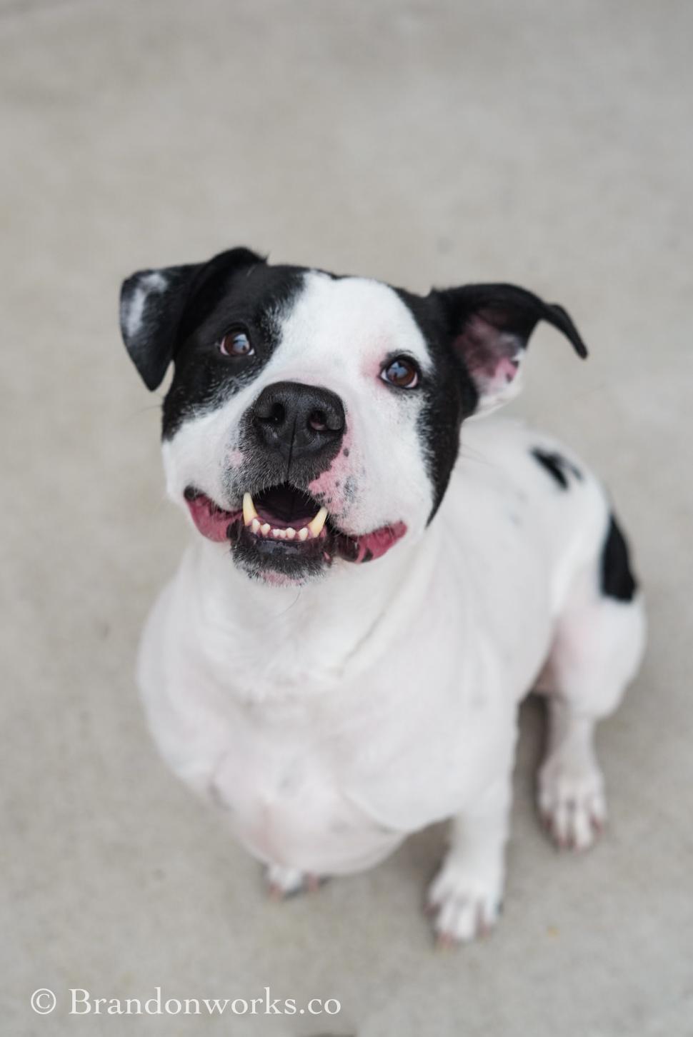 Enlarge Uptown *UPDATED BIO & PICS*, a ADOPTABLE mixed breed in Stafford, VA image 4/5