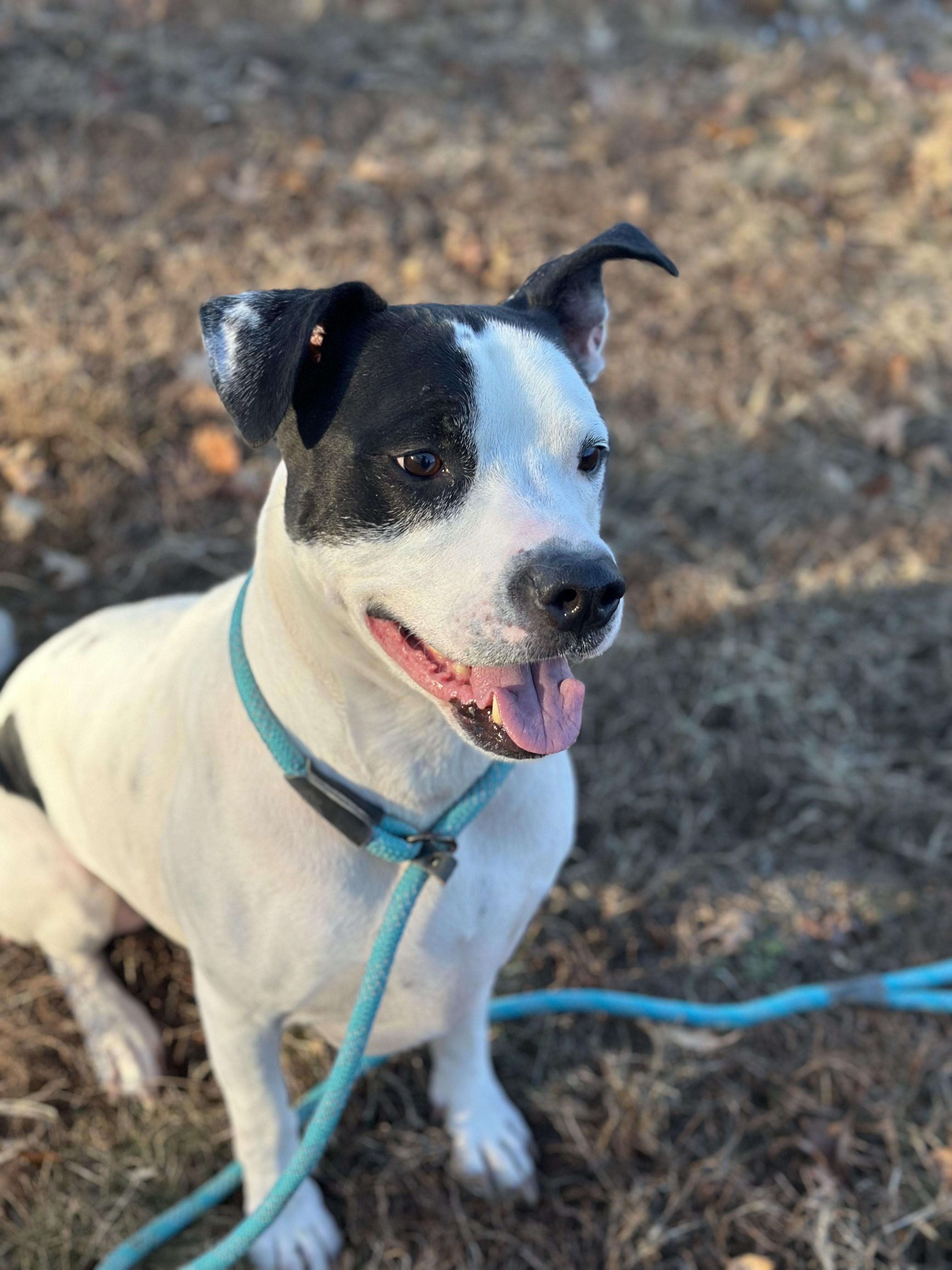 Uptown, a ADOPTABLE Pit Bull Terrier in Stafford, VA image 3/3