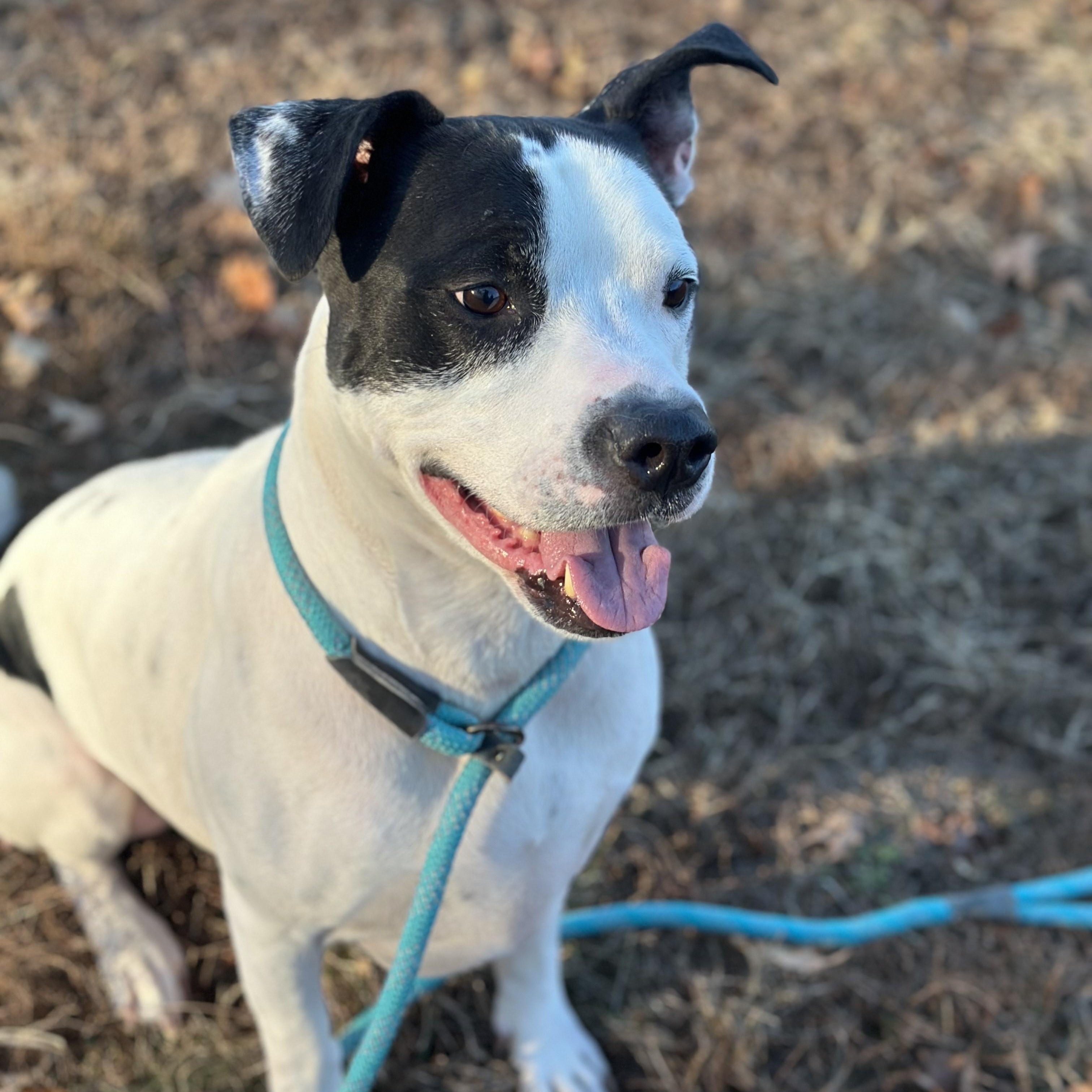 Enlarge Uptown *UPDATED BIO & PICS*, an adopted mixed breed in Stafford, VA image 3/5