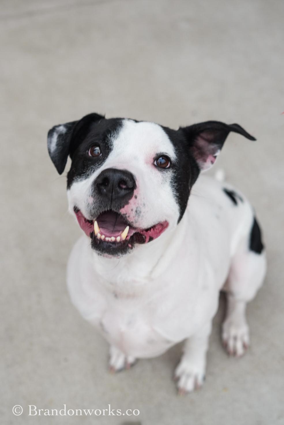 Enlarge Uptown *UPDATED BIO & PICS*, a ADOPTABLE mixed breed in Stafford, VA image 1/5