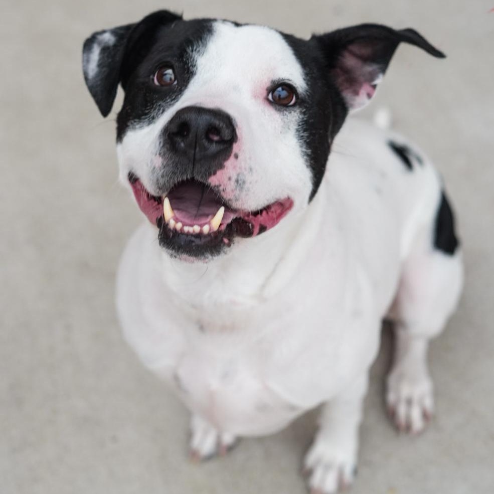 Enlarge Uptown *UPDATED BIO & PICS*, an adopted mixed breed in Stafford, VA image 1/5