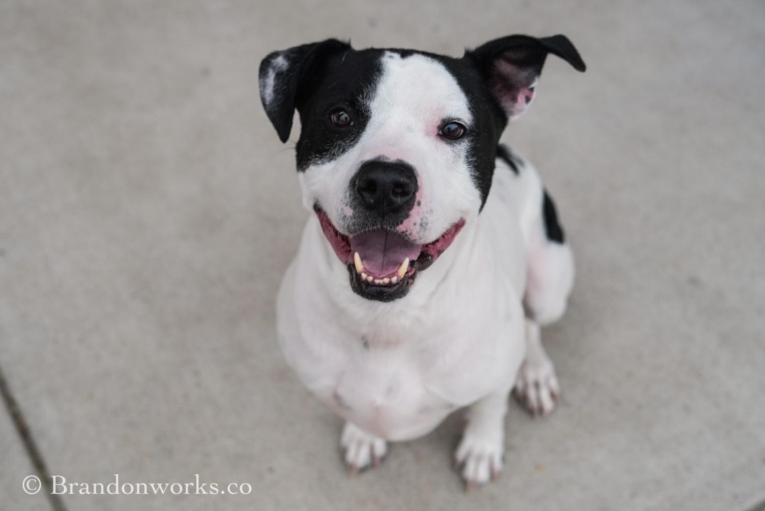 Enlarge Uptown *UPDATED BIO & PICS*, a ADOPTABLE mixed breed in Stafford, VA image 5/5