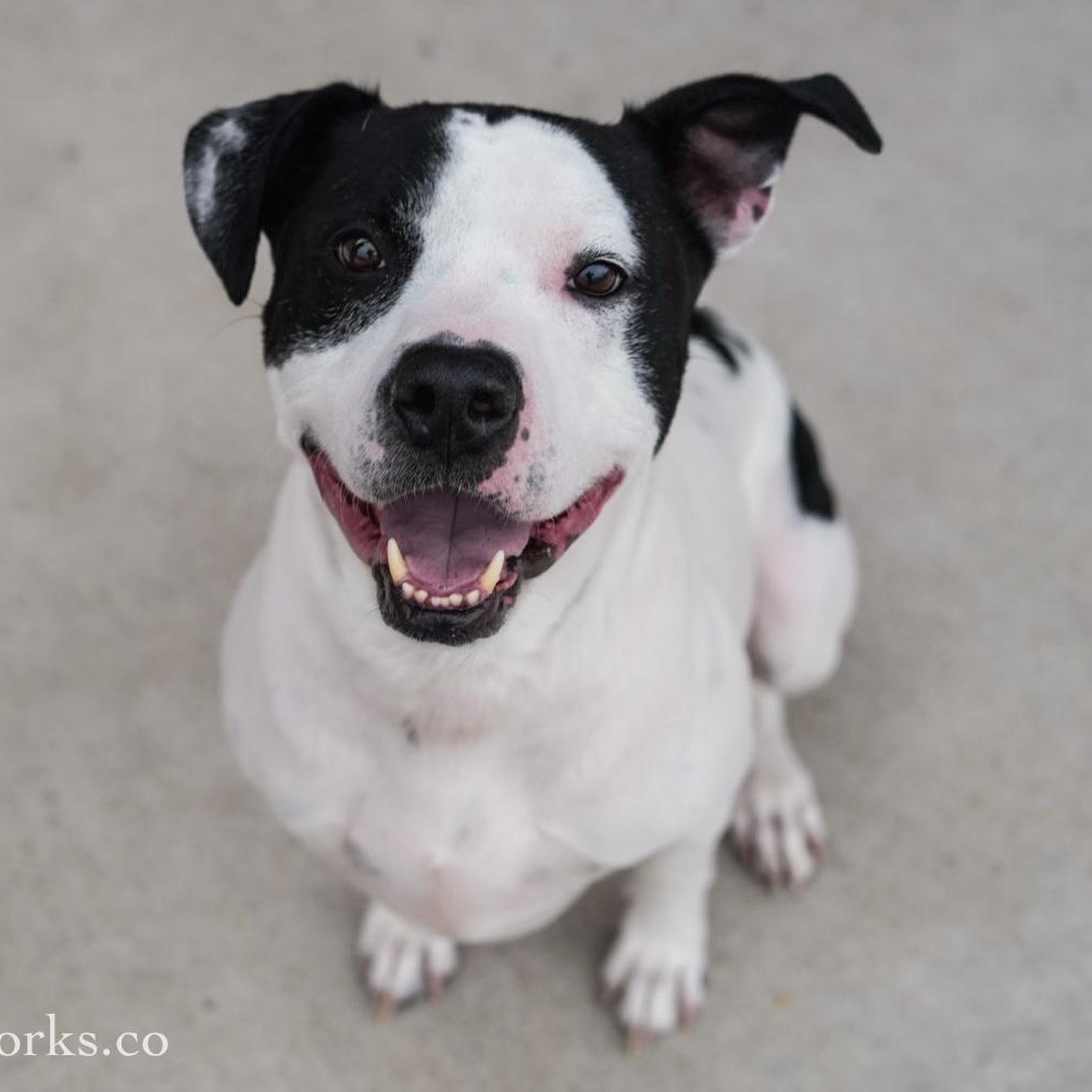 Enlarge Uptown *UPDATED BIO & PICS*, an adopted mixed breed in Stafford, VA image 5/5