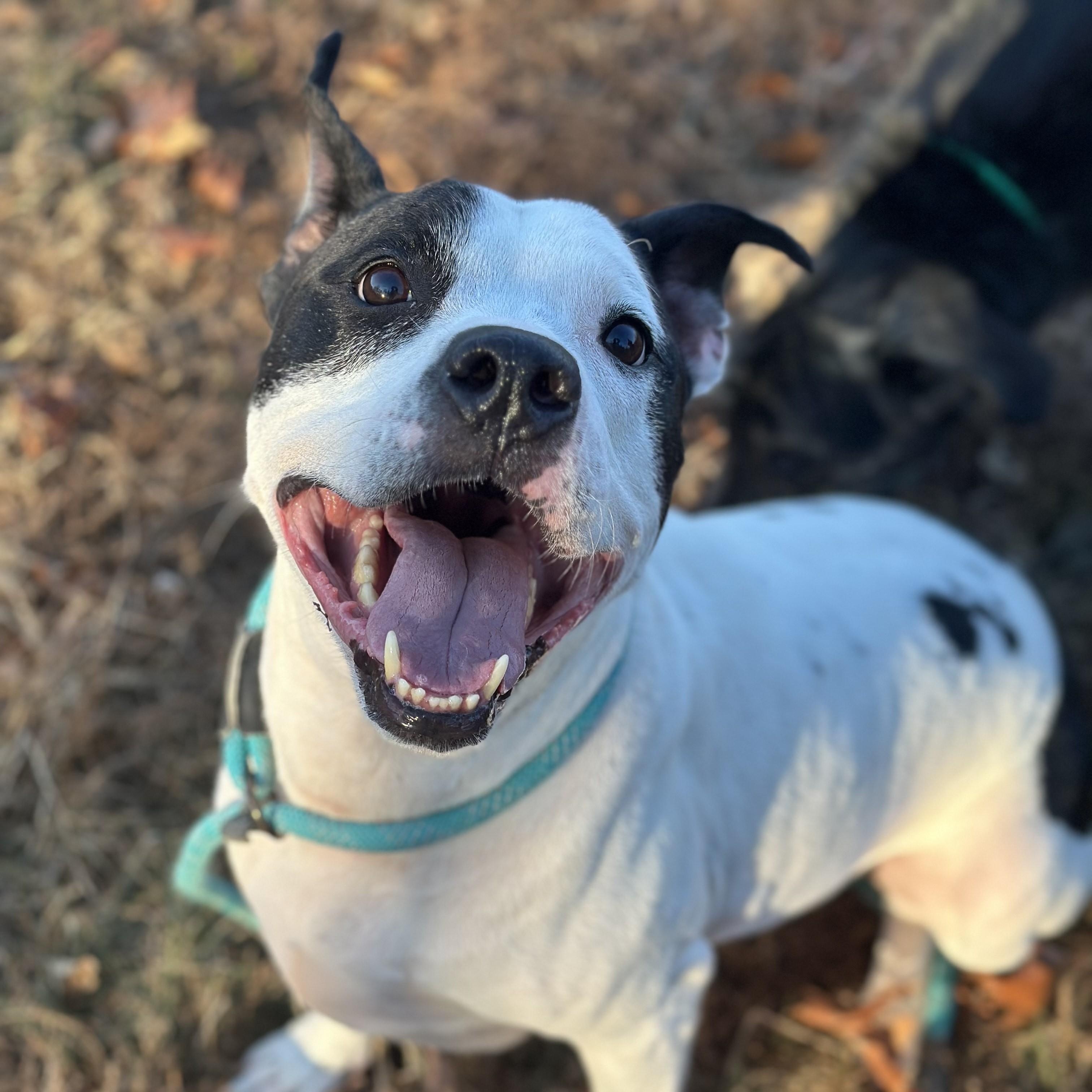 Enlarge Uptown *UPDATED BIO & PICS*, an adopted mixed breed in Stafford, VA image 2/5