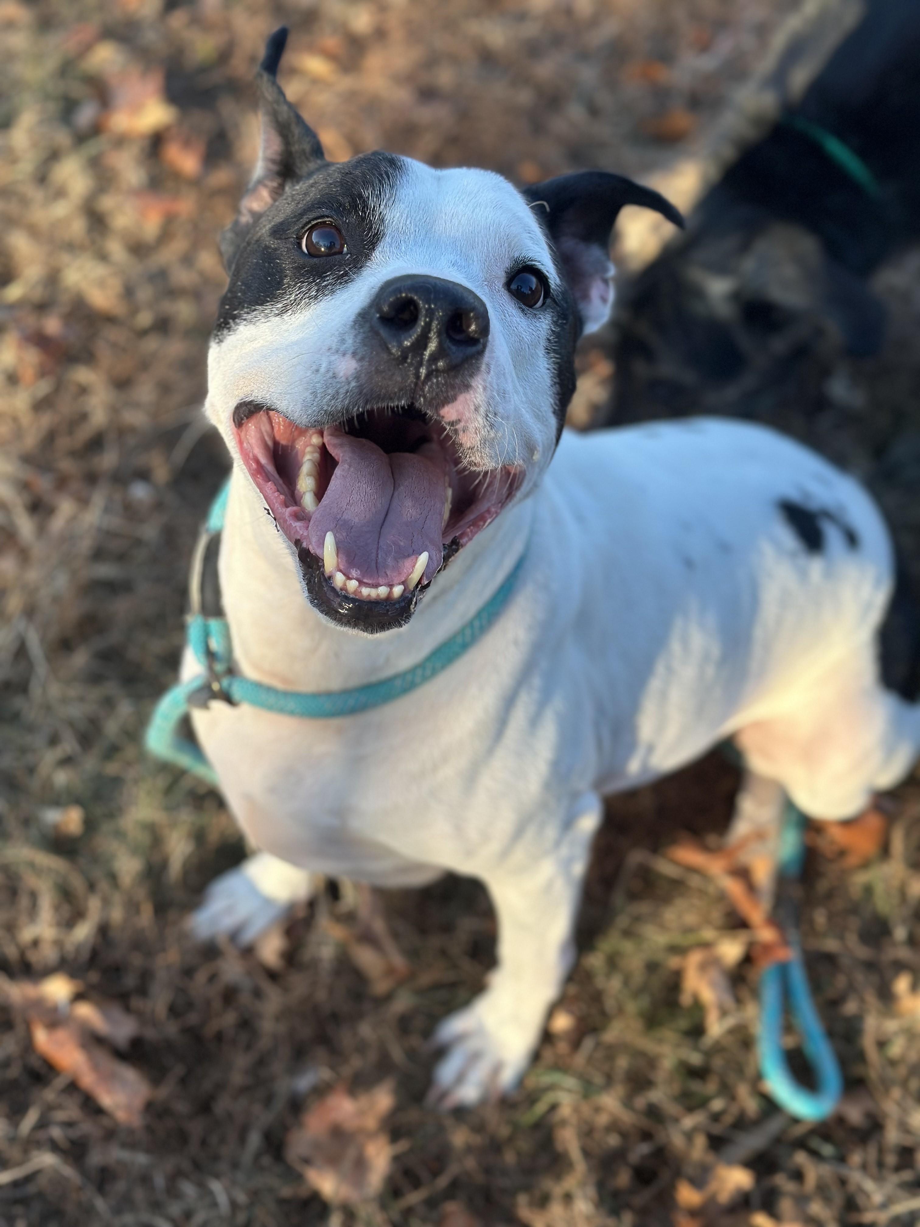 Uptown, a ADOPTABLE Pit Bull Terrier in Stafford, VA image 1/3