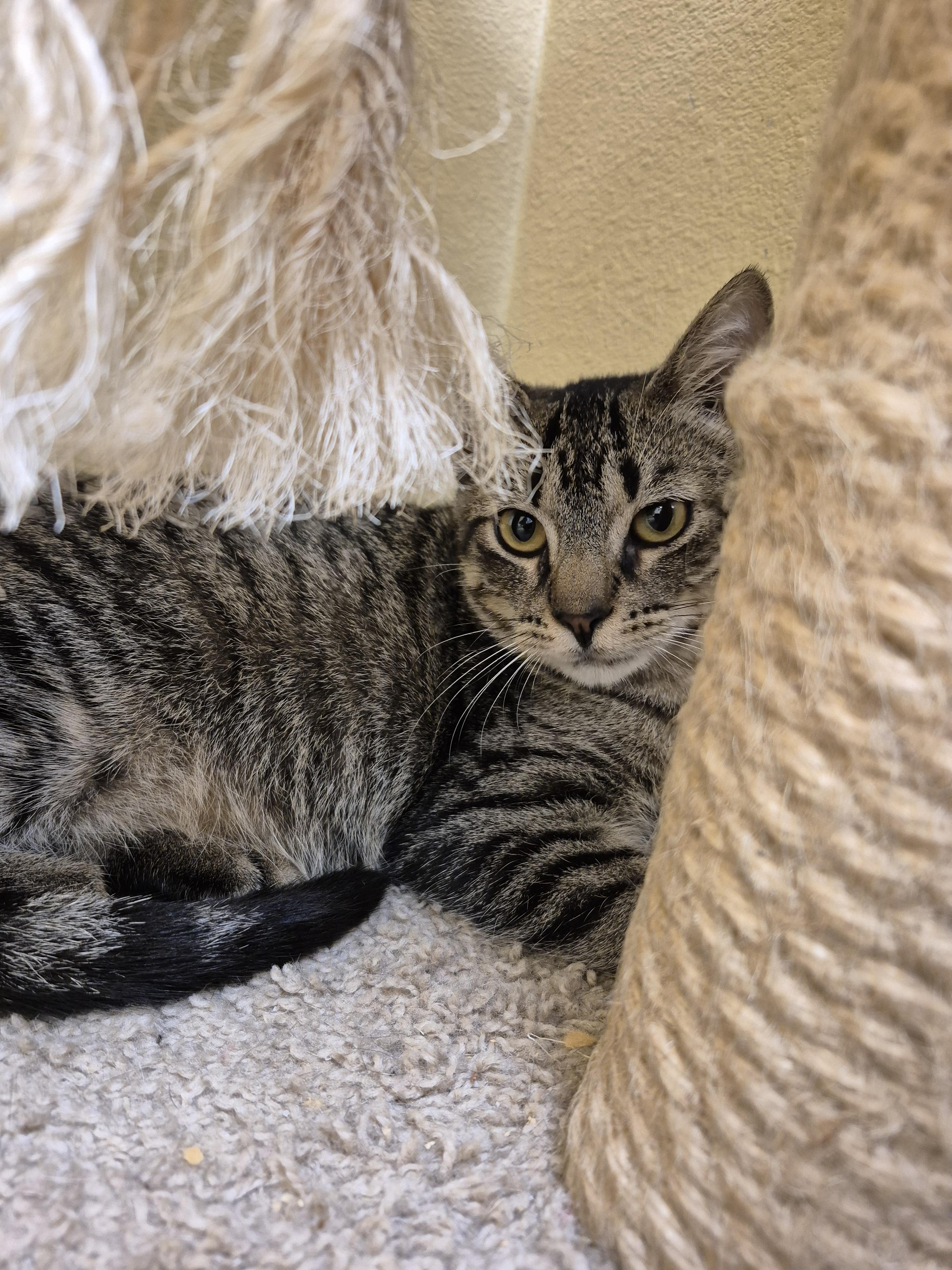 Enlarge Will, a Adoptable Domestic Short Hair in Schertz, TX image 3/3