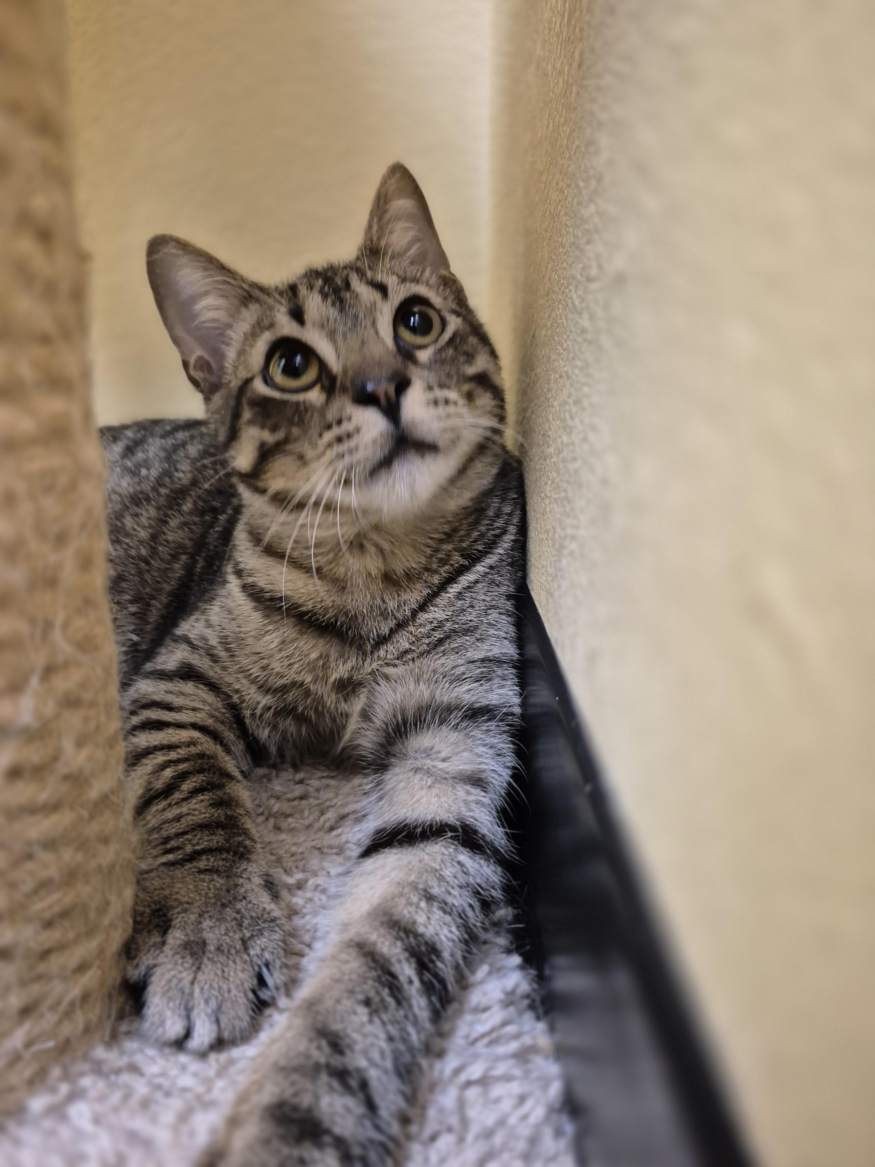 Enlarge Will, a Adoptable Domestic Short Hair in Schertz, TX image 2/3