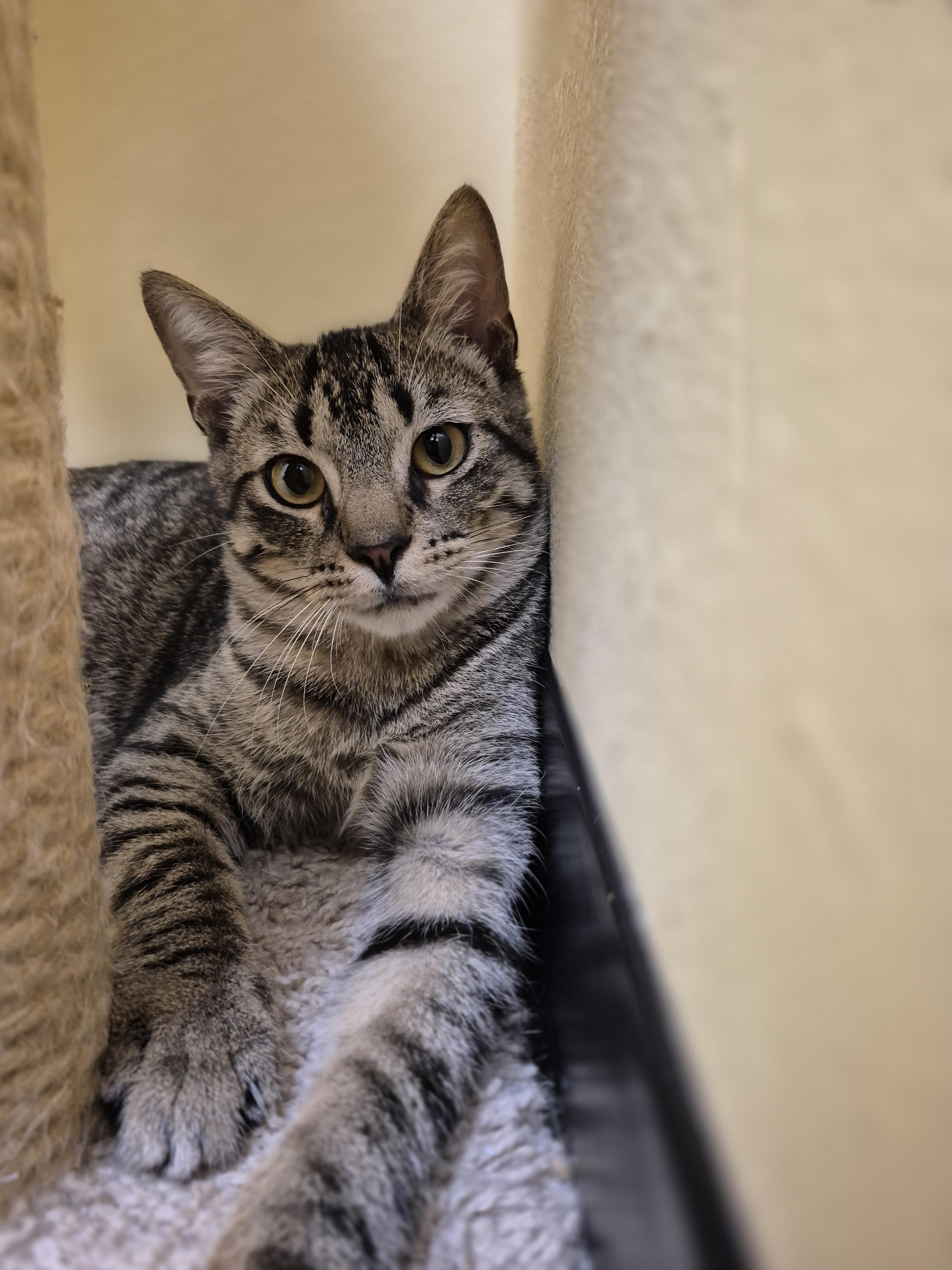 Will, Adoptable, Young Male Domestic Short Hair.