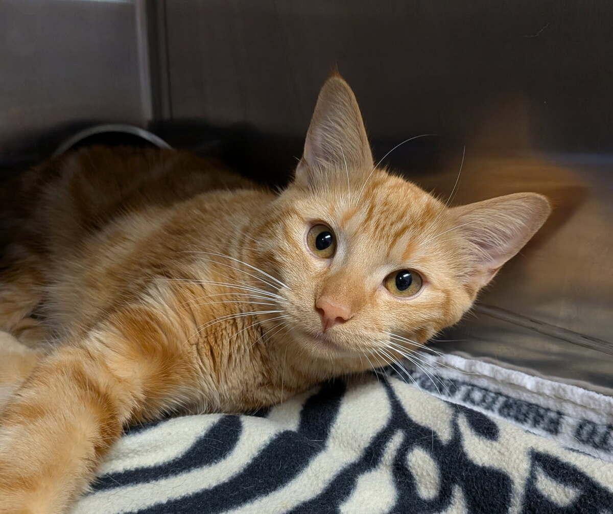 Diesel, adoptable, Young Male Domestic Short Hair.