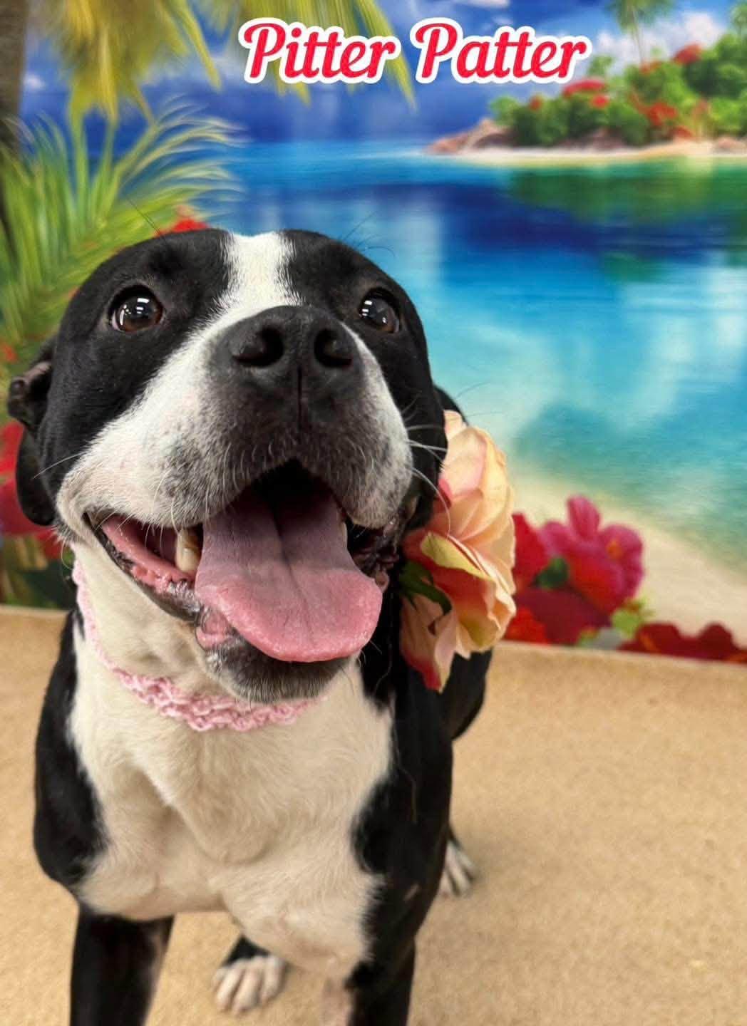 Pitter Patter, adopted, Young Female Mixed Breed.