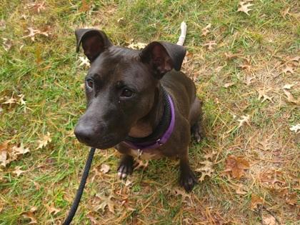 Lucy, Adoptable, Adult Female Mixed Breed & Mixed Breed.
