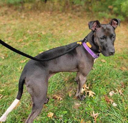 Lucy, Adoptable, Adult Female Mixed Breed & Mixed Breed.