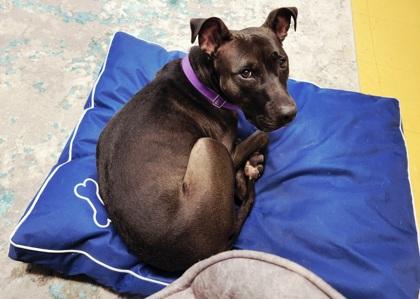 Enlarge Lucy, a Adoptable mixed breed in Cincinnati, OH image 3/3