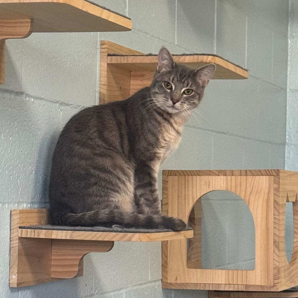 Jalapeno, Adoptable, Young Male Domestic Short Hair.