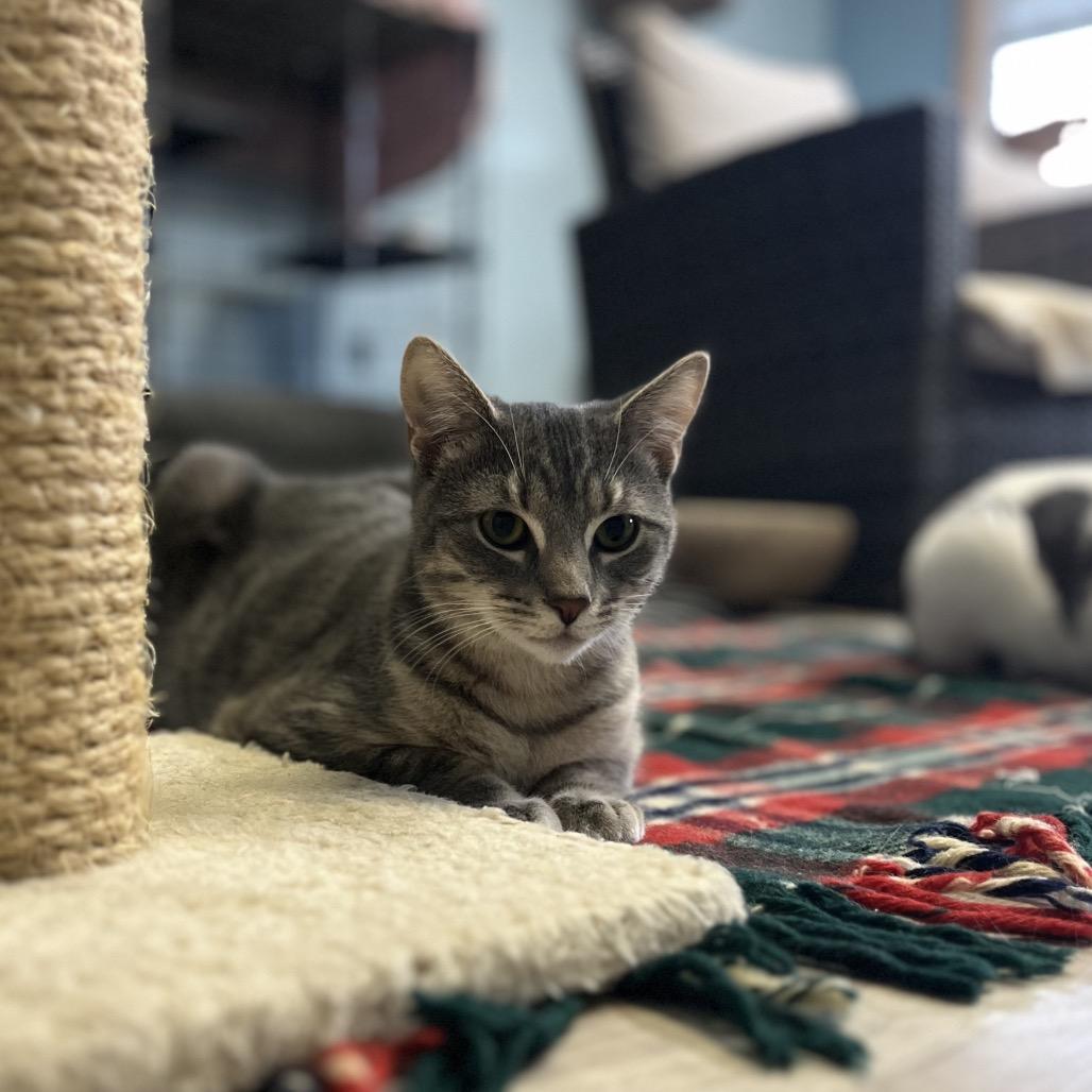 Jalapeno, a Adoptable Domestic Short Hair in Easton, PA image 2/6