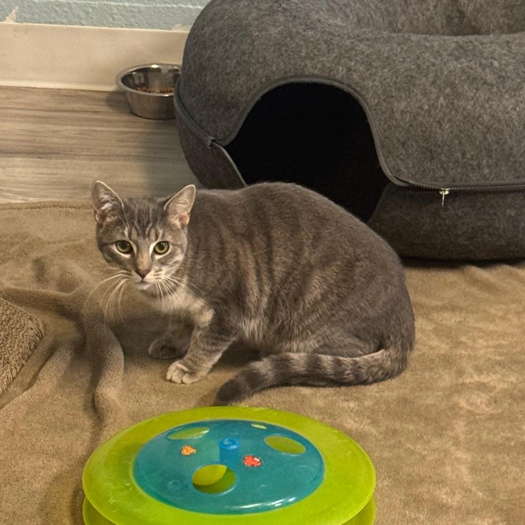 Jalapeno, a Adoptable Domestic Short Hair in Easton, PA image 3/6