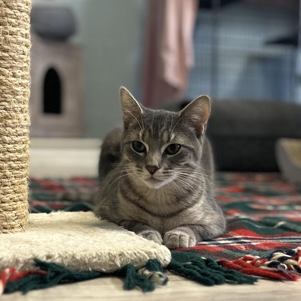 Jalapeno, a Adoptable Domestic Short Hair in Easton, PA image 4/6