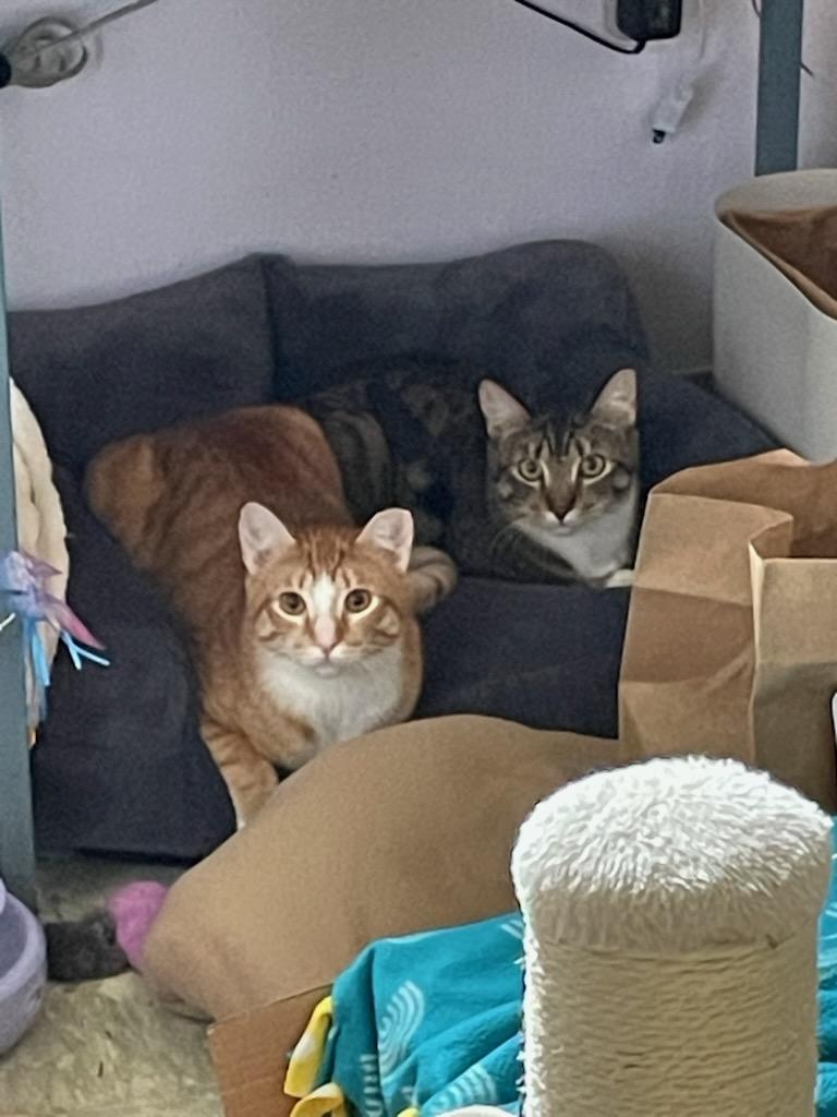 Enlarge Salty, a ADOPTABLE Domestic Short Hair in Gig Harbor, WA image 4/4