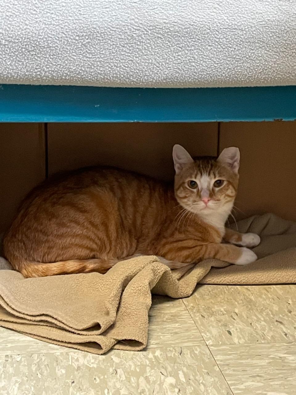 Enlarge Salty, a ADOPTABLE Domestic Short Hair in Gig Harbor, WA image 1/4