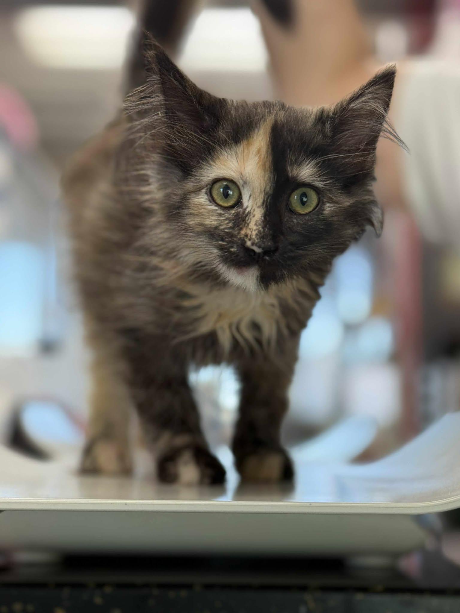 Nonpareils, Young Female unknown