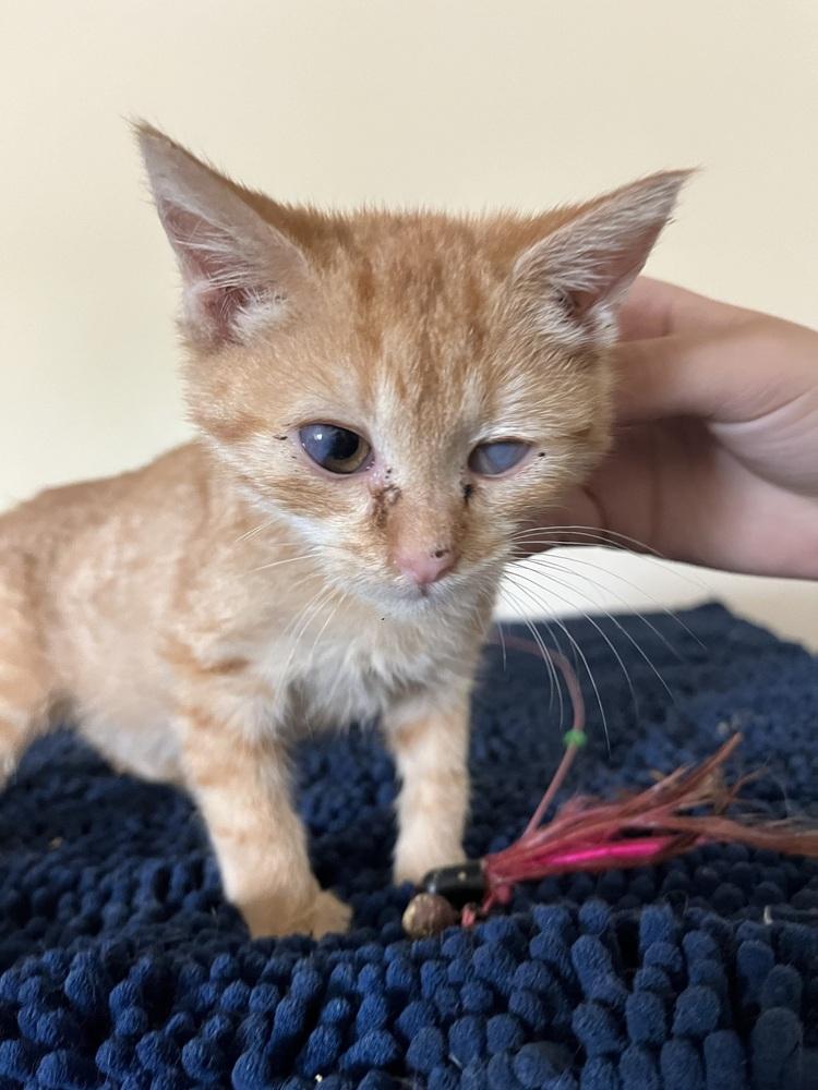 Syd, Adoptable, Kitten Female Domestic Short Hair.