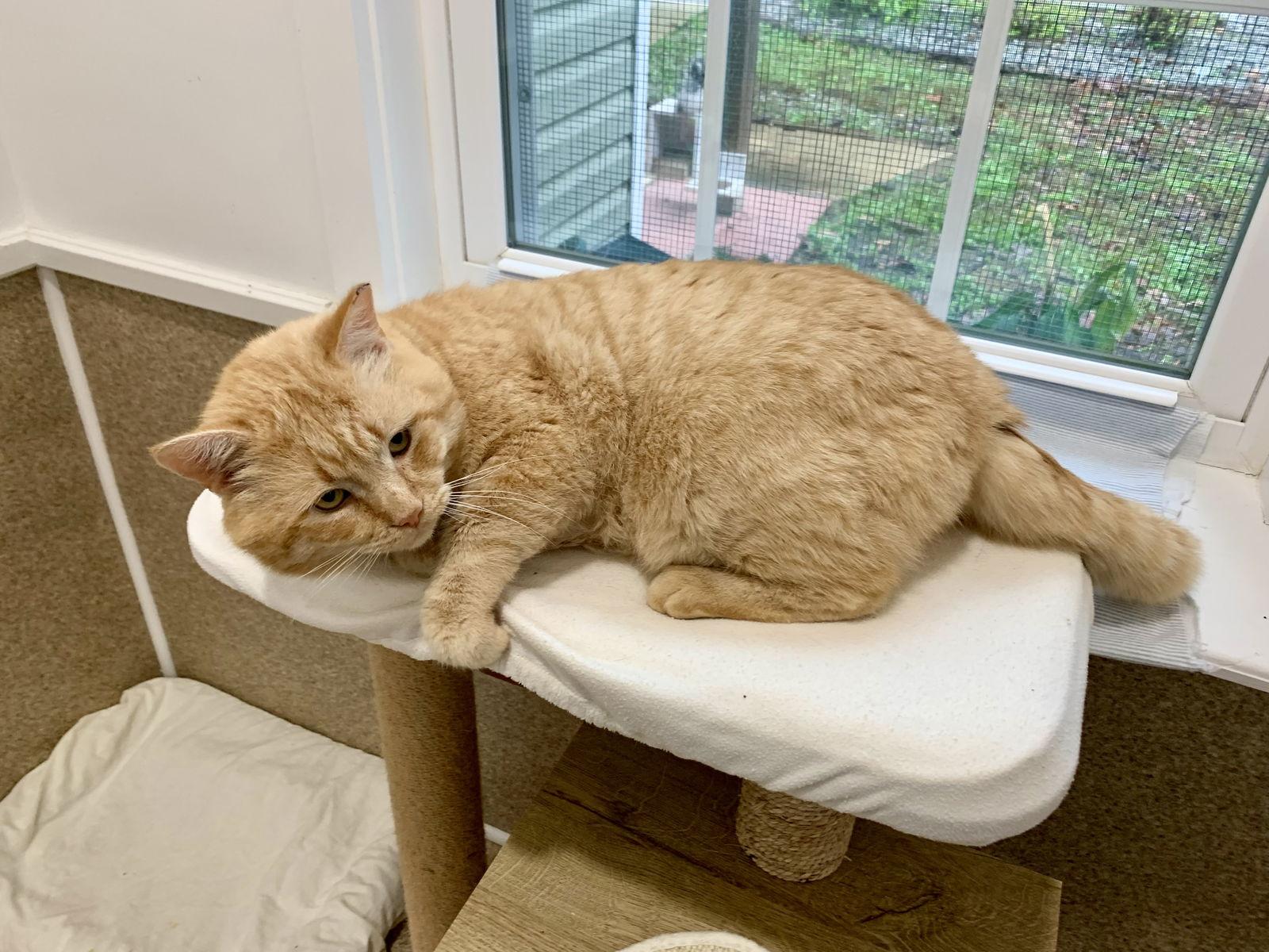 Bo, Adoptable, Adult Male Domestic Short Hair & Tabby.