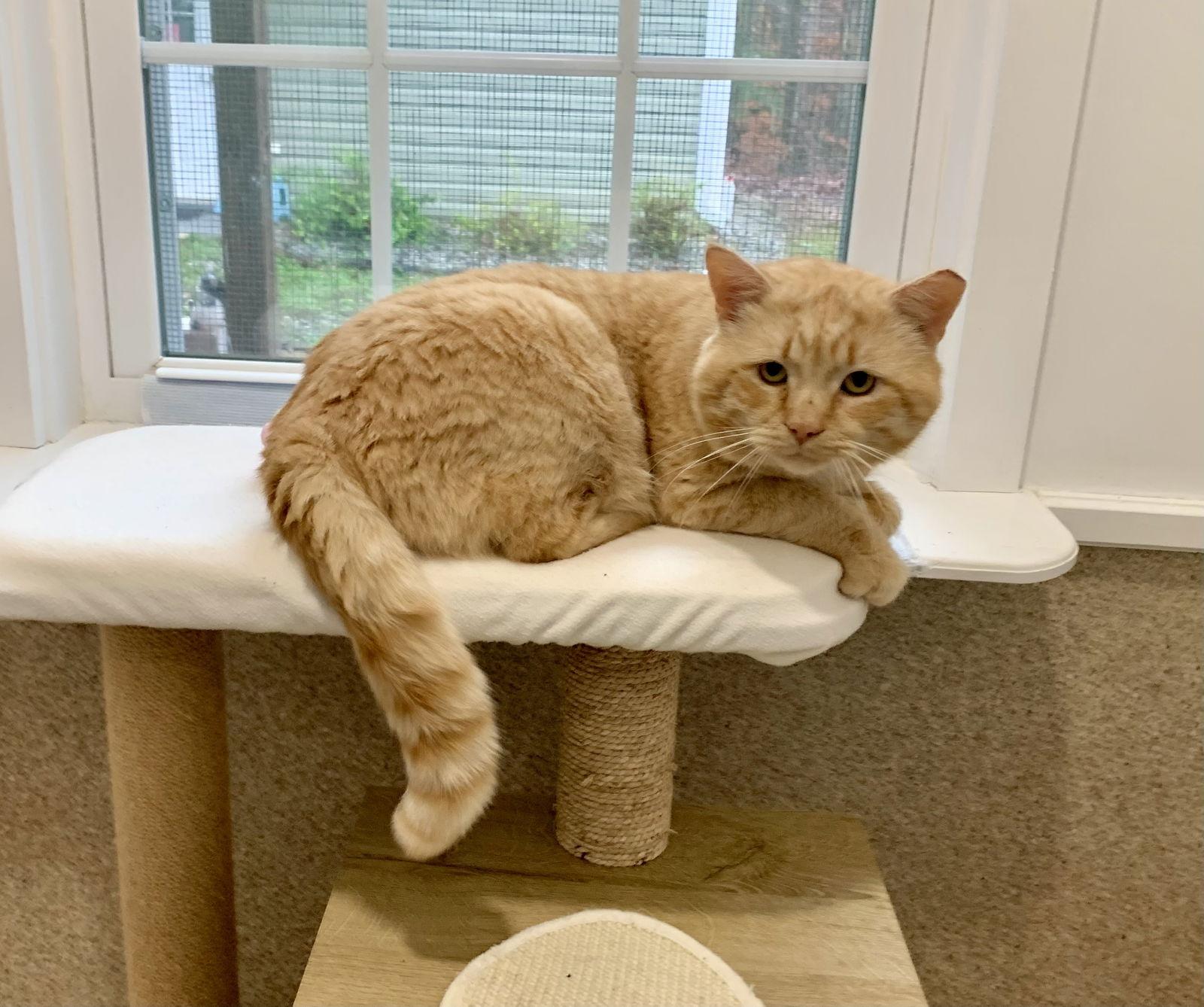 Enlarge Bo, a Adoptable mixed breed in Mc Cormick, SC image 2/3