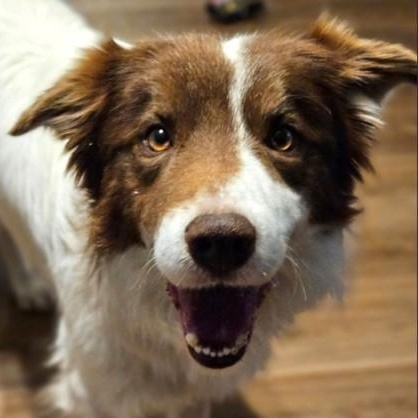 Copper, a ADOPTABLE Border Collie in Avon, IN image 2/2