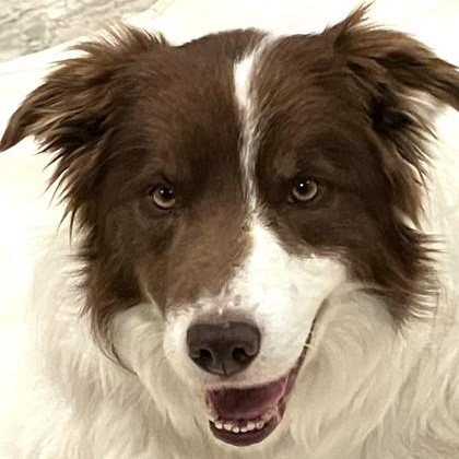 Copper, ADOPTABLE, Adult Male Border Collie.